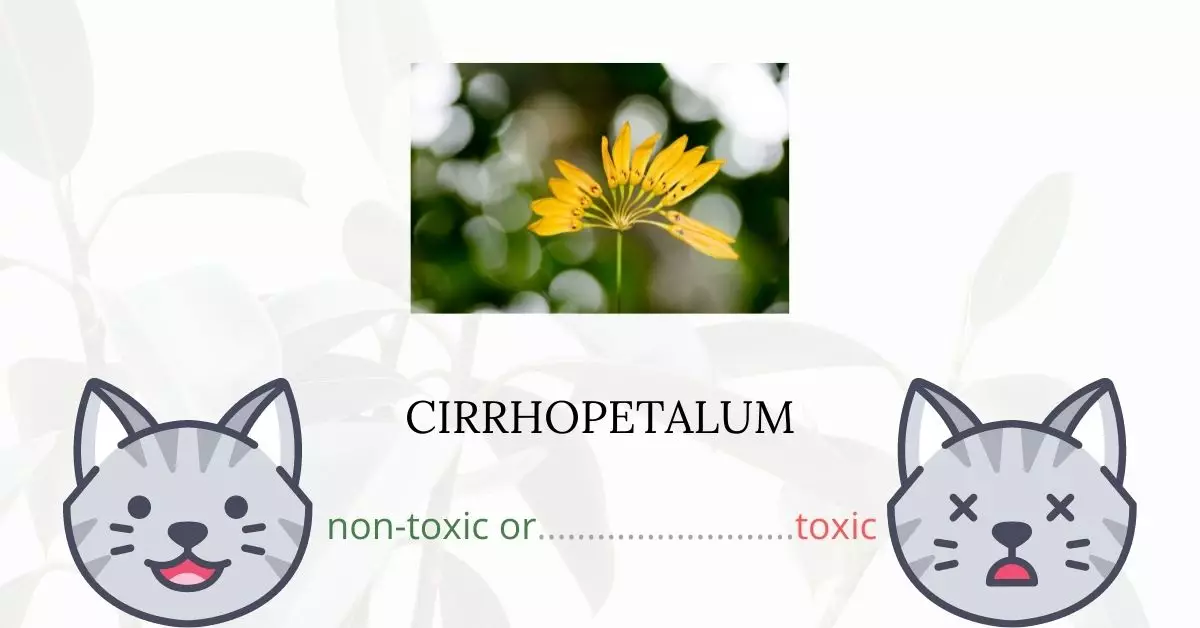 Is Cirrhopetalum or Old World Orchid Toxic For Cats