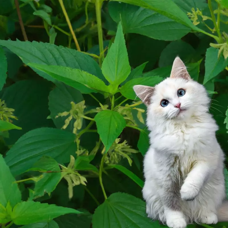 Clearweed and a cat