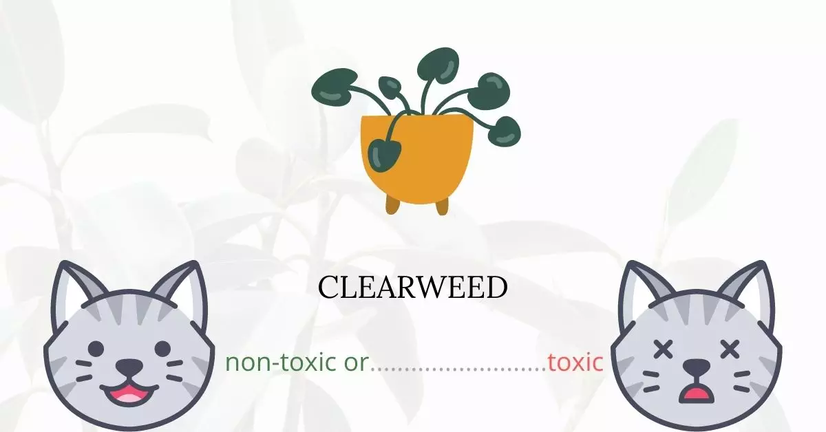 Is Clearweed Toxic For Cats