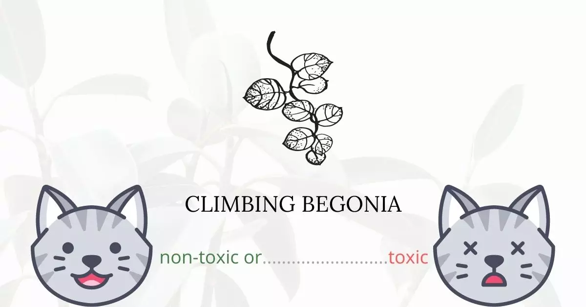 Is Climbing Begonia Toxic For Cats