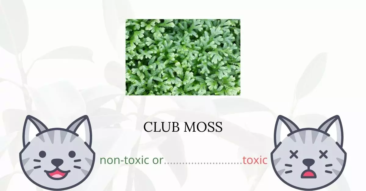 Is Club Moss Toxic For Cats