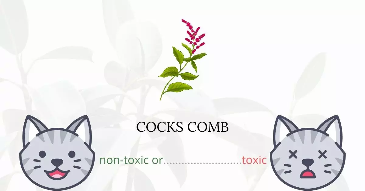 Is Cocks Comb Toxic or Prince's Feather For Cats