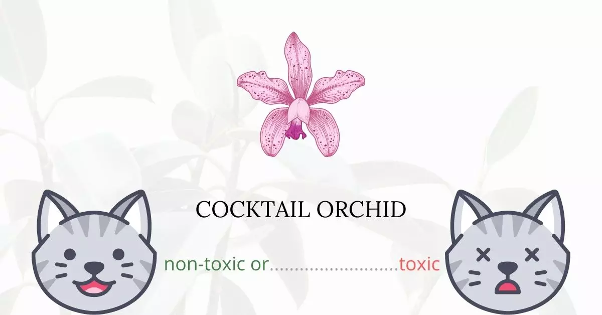 Is Cocktail Orchid Toxic For Cats