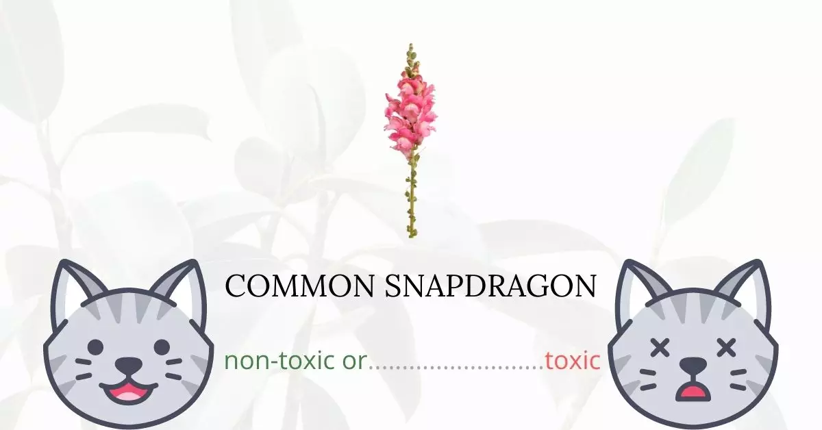 Is Common Snapdragon or Garden Snapdragon Toxic For Cats