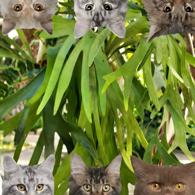 Common Staghorn Fern and cats