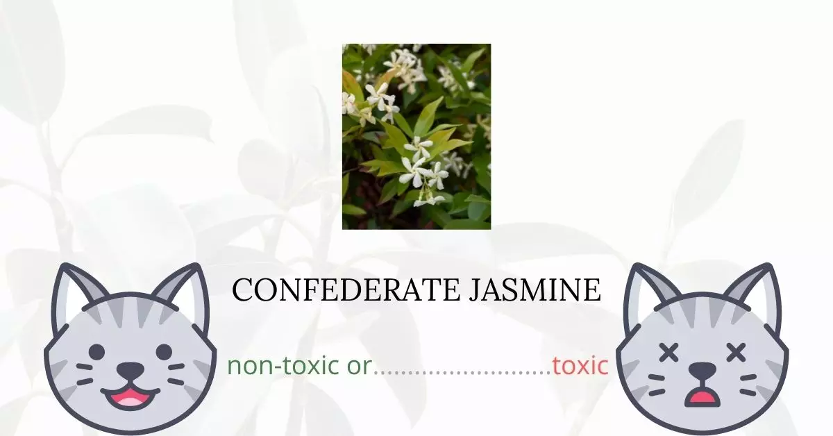 Is Confederate Jasmine Toxic For Cats