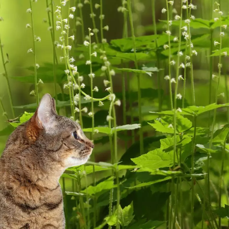 Coolwort and a cat nearby