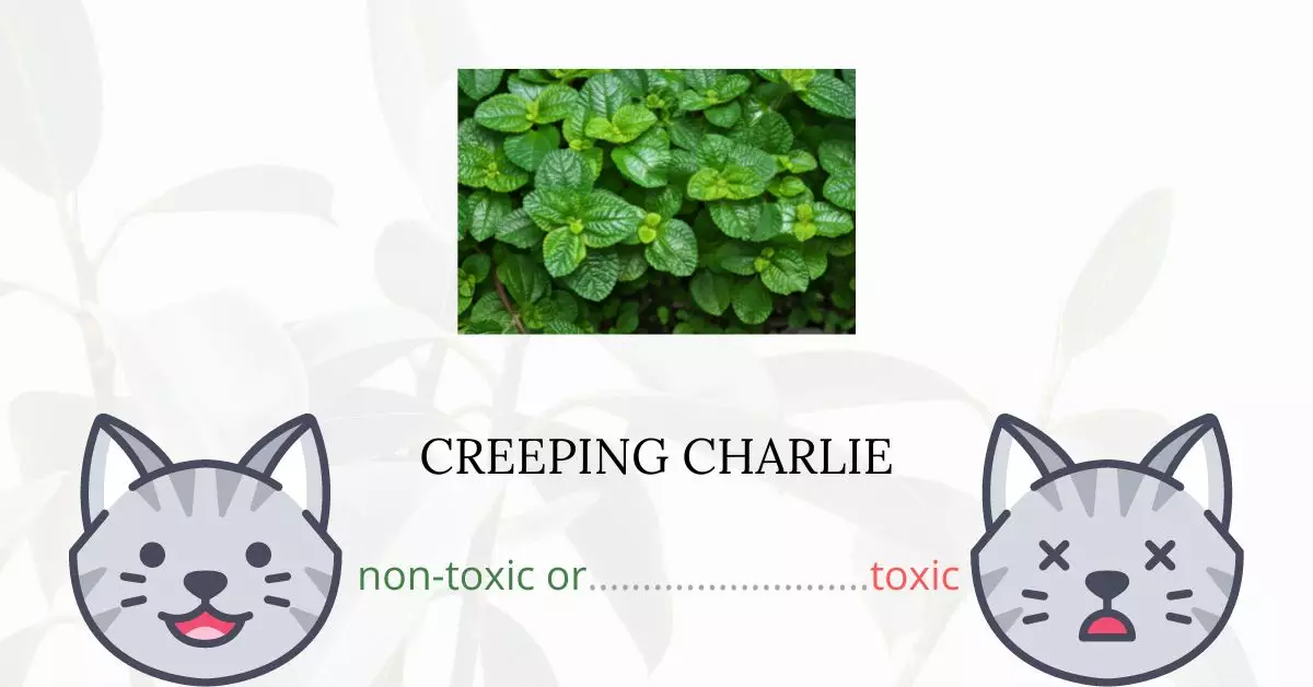 Is Creeping Charlie or Swedish Ivy Toxic For Cats
