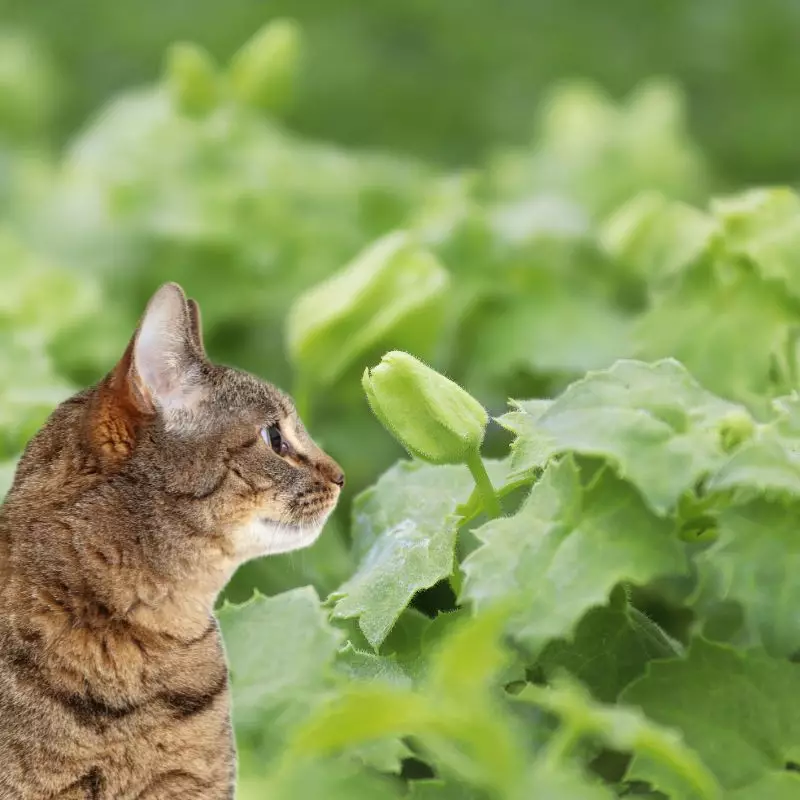 Creeping Gloxinia and a cat nearby