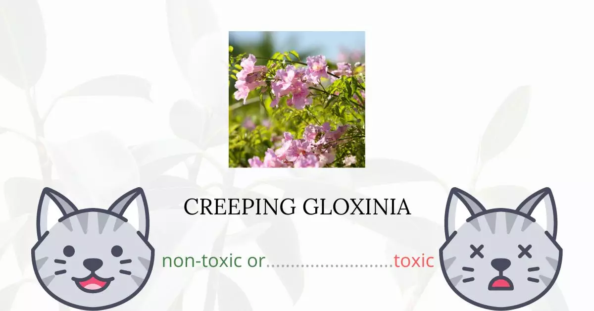 Is Creeping Gloxinia or Maurandya Toxic For Cats