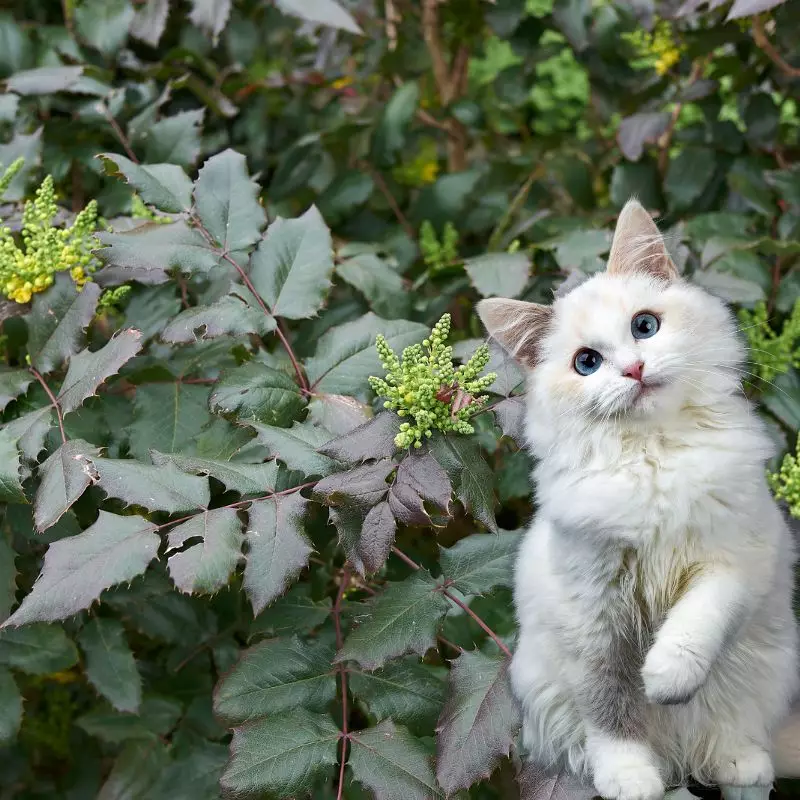 Creeping Mahonia and a cat nearby