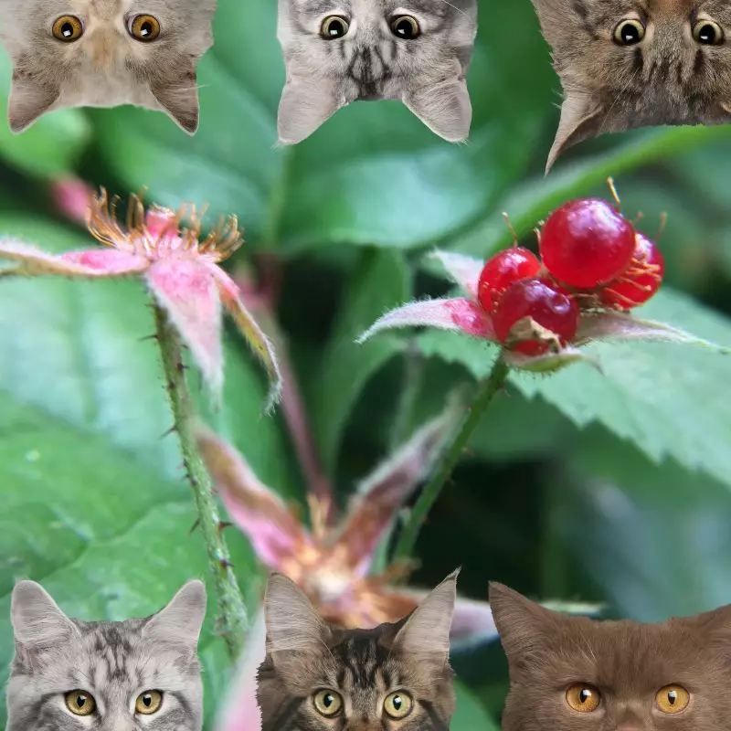 Creeping Rubus and cats