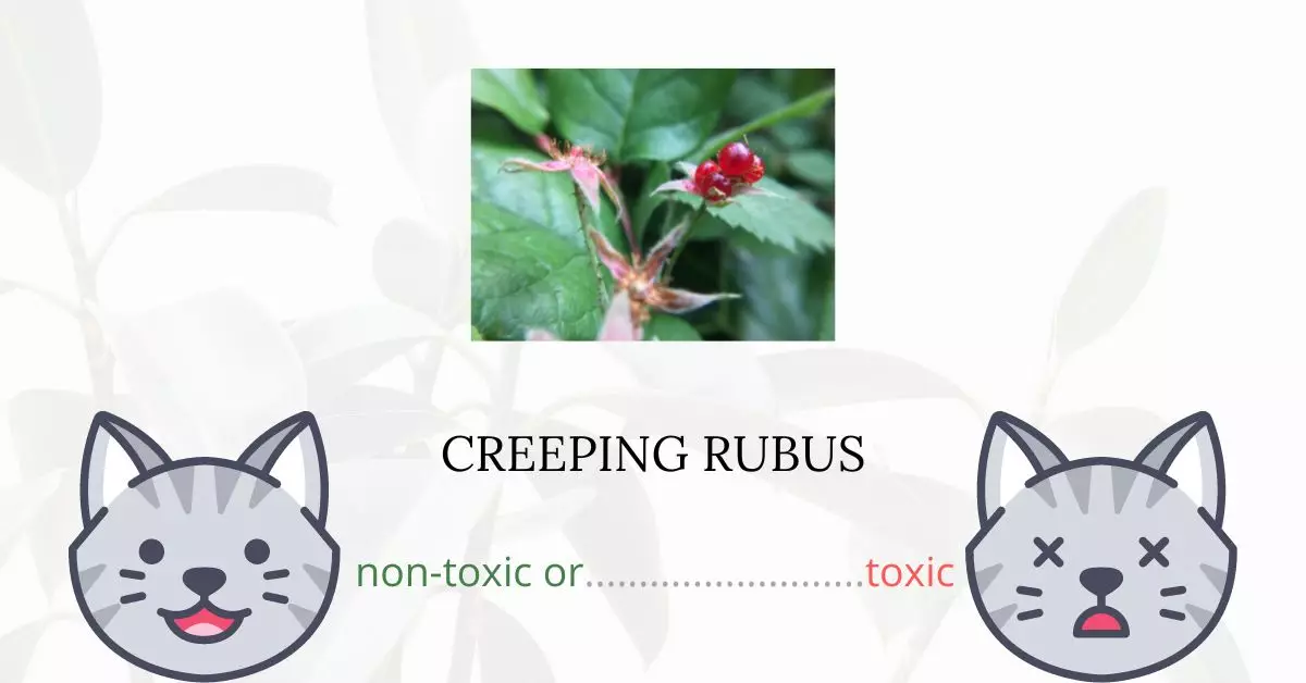 Is Creeping Rubus Toxic For Cats