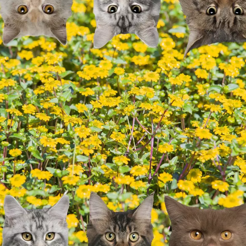 Creeping Zinnia and cats