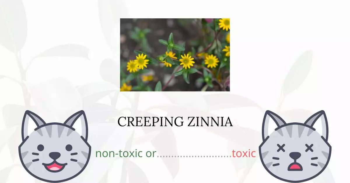 Is Creeping Zinnia Toxic For Cats