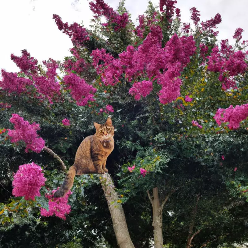 Crepe Myrtle and a cat