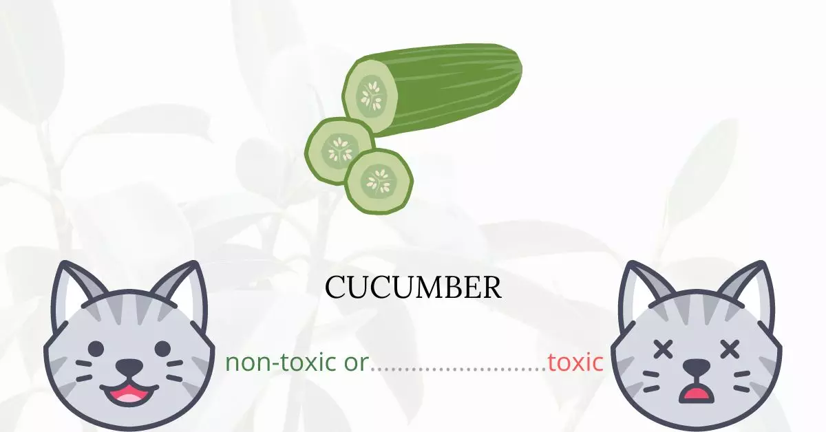 Is Cucumber Toxic For Cats