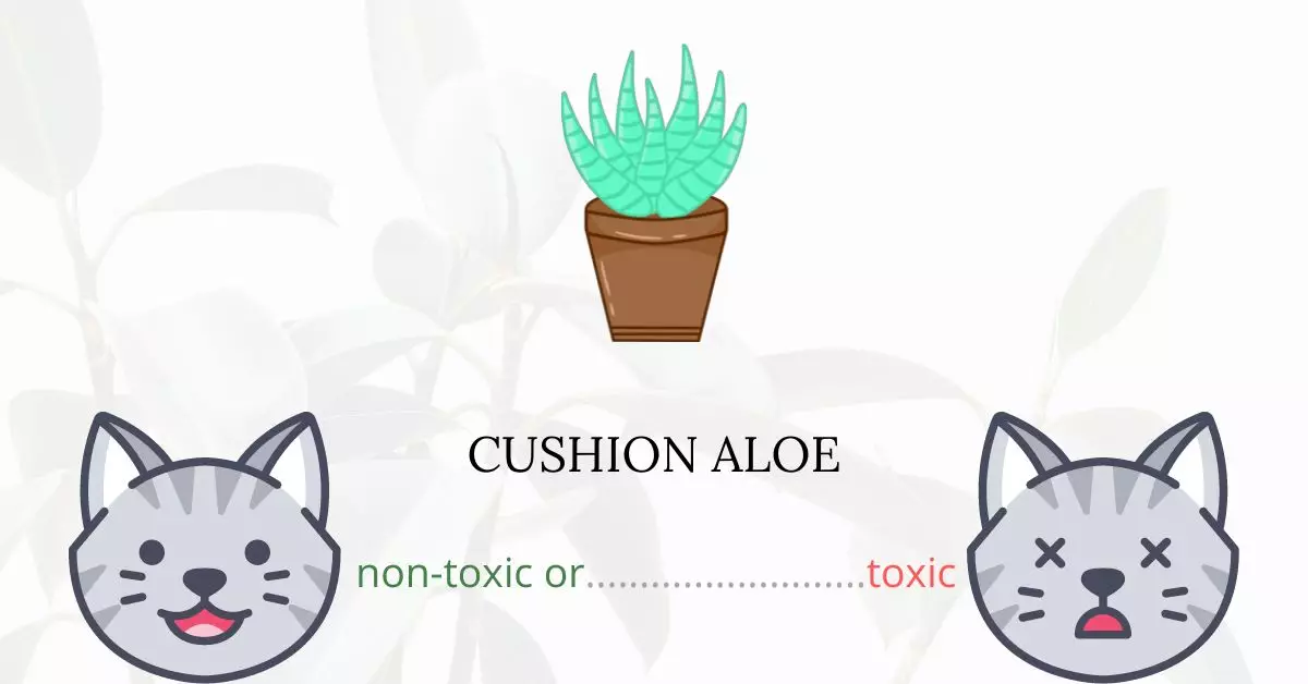 Is Cushion Aloe Toxic For Cats