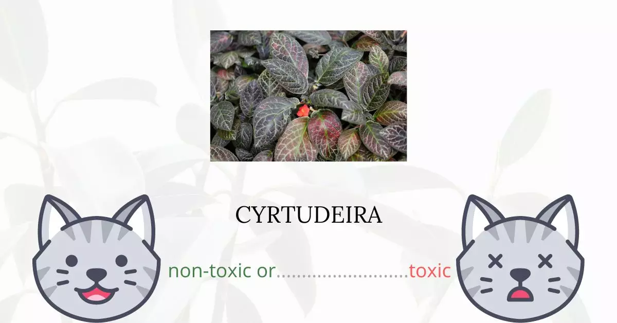 Is Cyrtudeira or Red African Violet Toxic For Cats