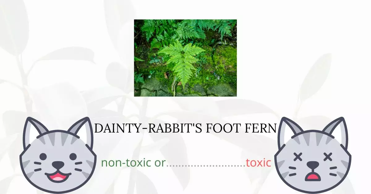 Is Dainty Rabbits-Foot Fern Toxic For Cats