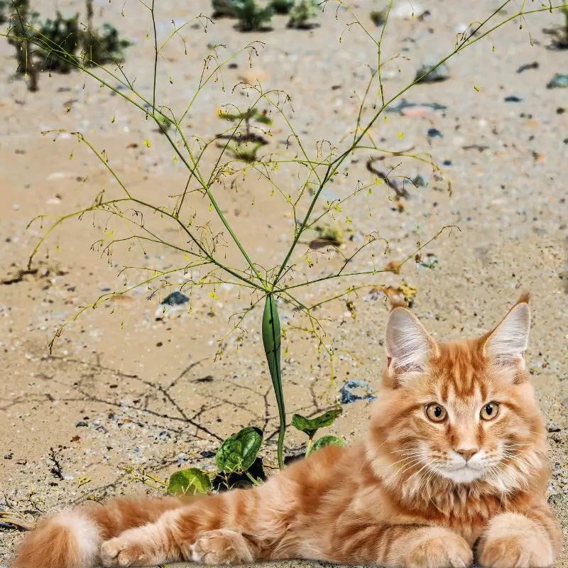 Desert Trumpet with a cat nearby