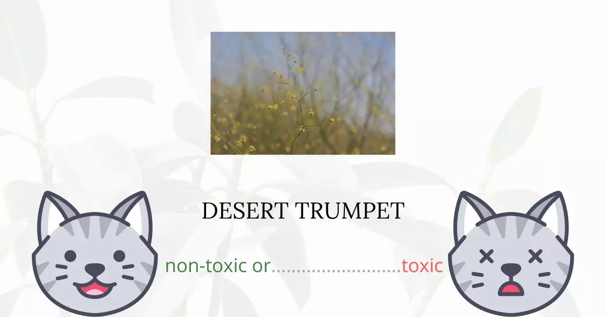 Is Desert Trumpet Toxic For Cats?