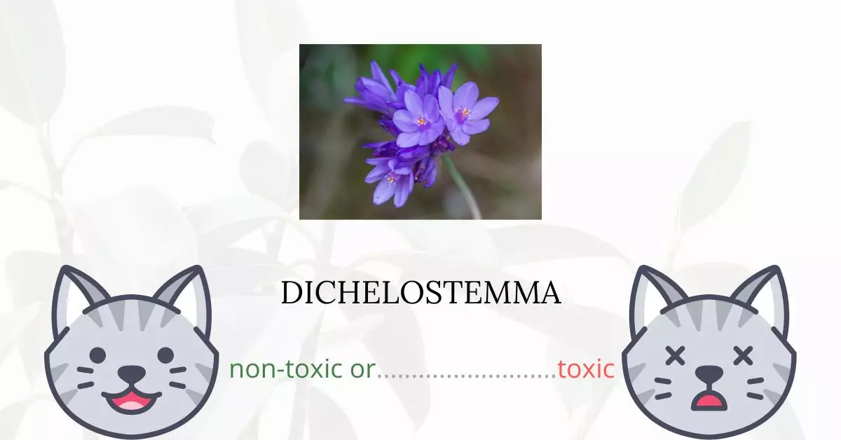 Is Dichelostemma Toxic For Cats?