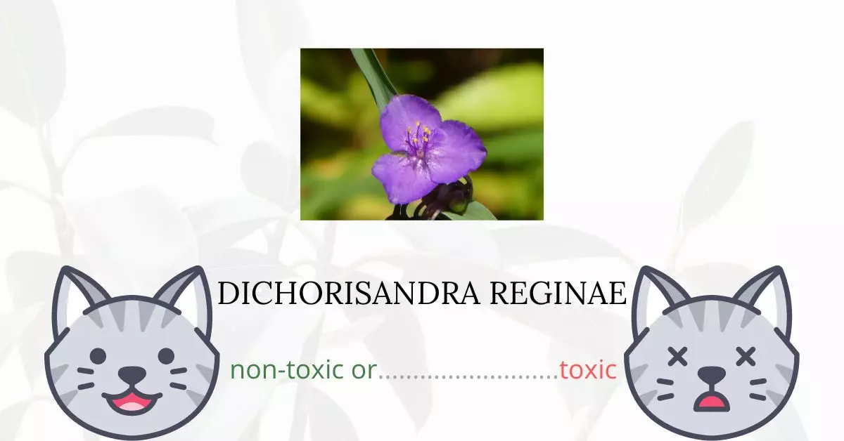 Is Dichorisandra Reginae or Queen’s Spiderwort Toxic For Cats
