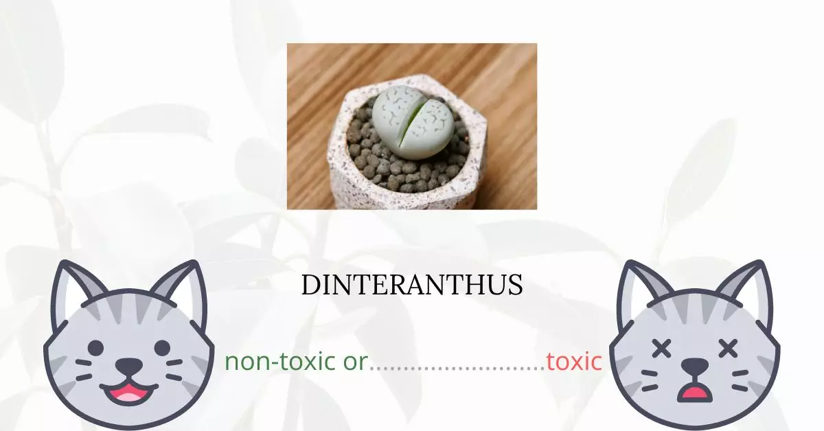 Is Dinteranthus Toxic For Cats