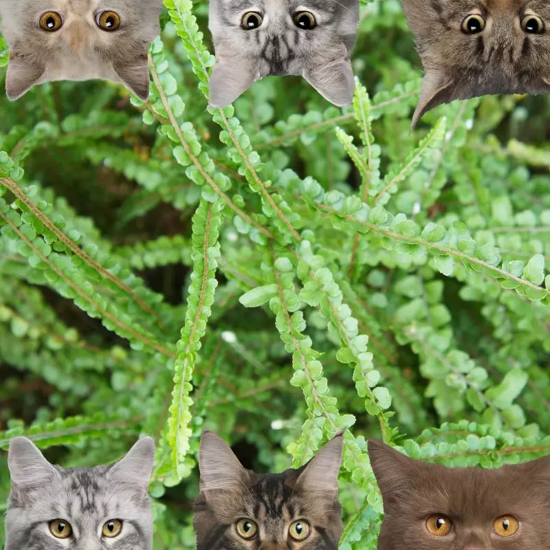 Duffii Fern and cats