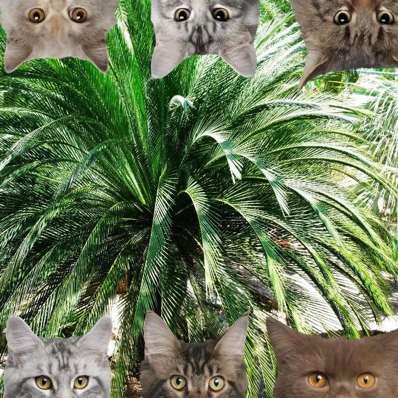 Dwarf Date Palm and cats