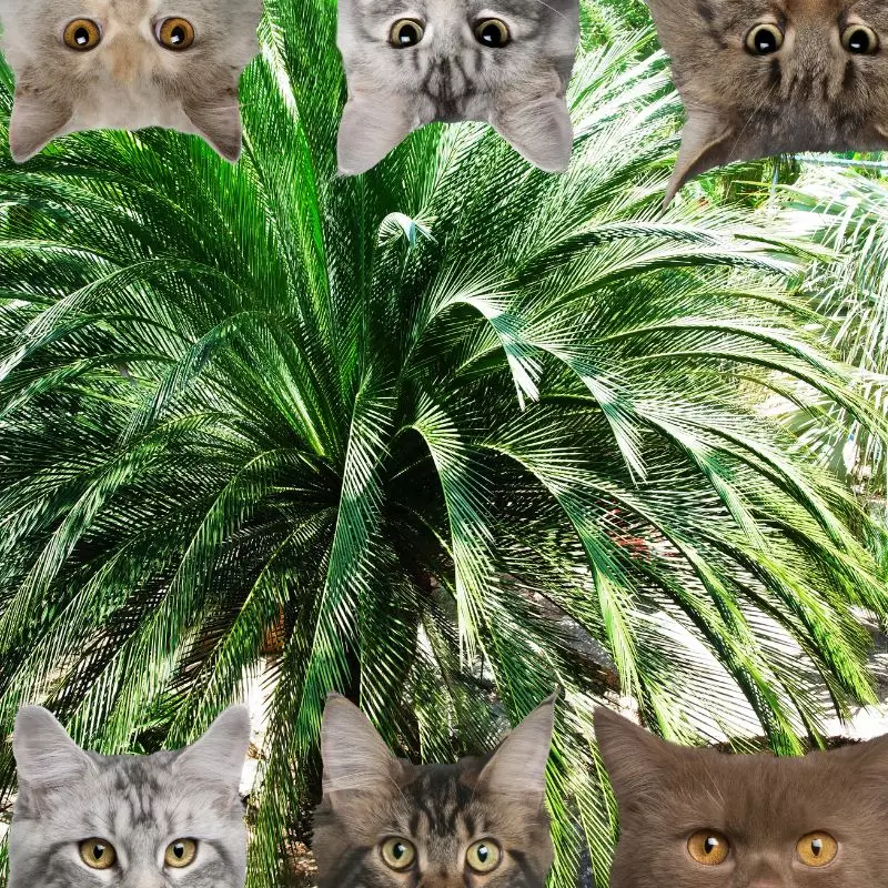 Dwarf date 2025 palm cats