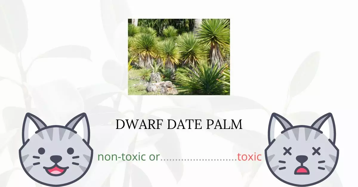 Is Dwarf Date Palm Toxic For Cats