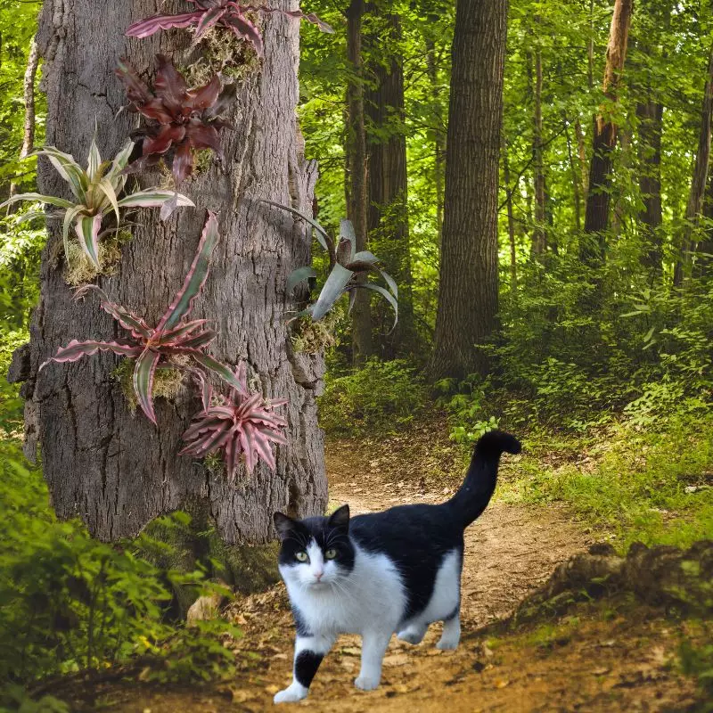 Dwarf Rose-Stripe Star and a cat in the forest