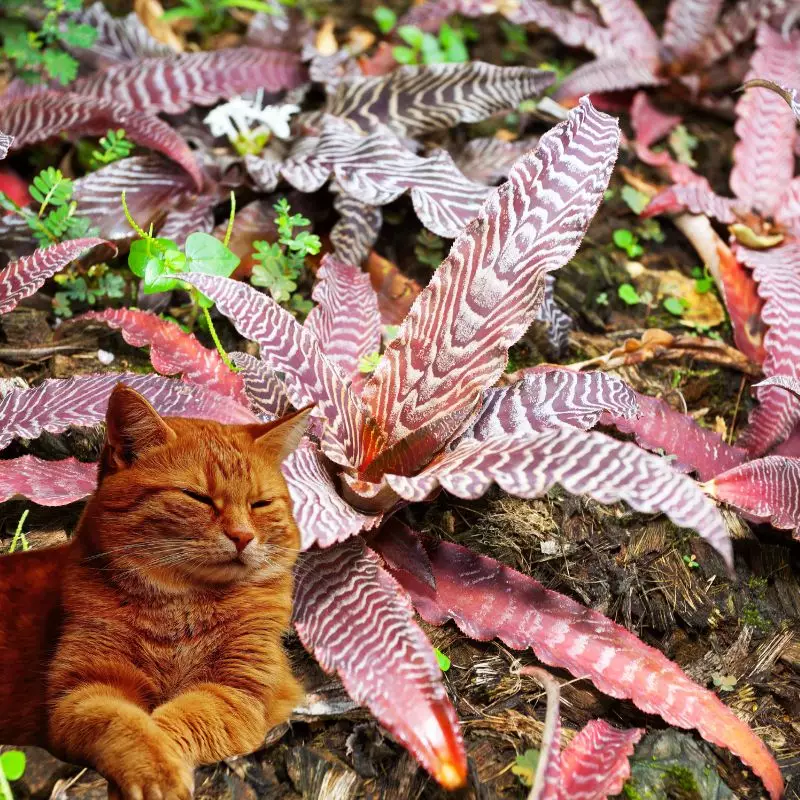 Dwarf Rose-Stripe Star and a cat nearby