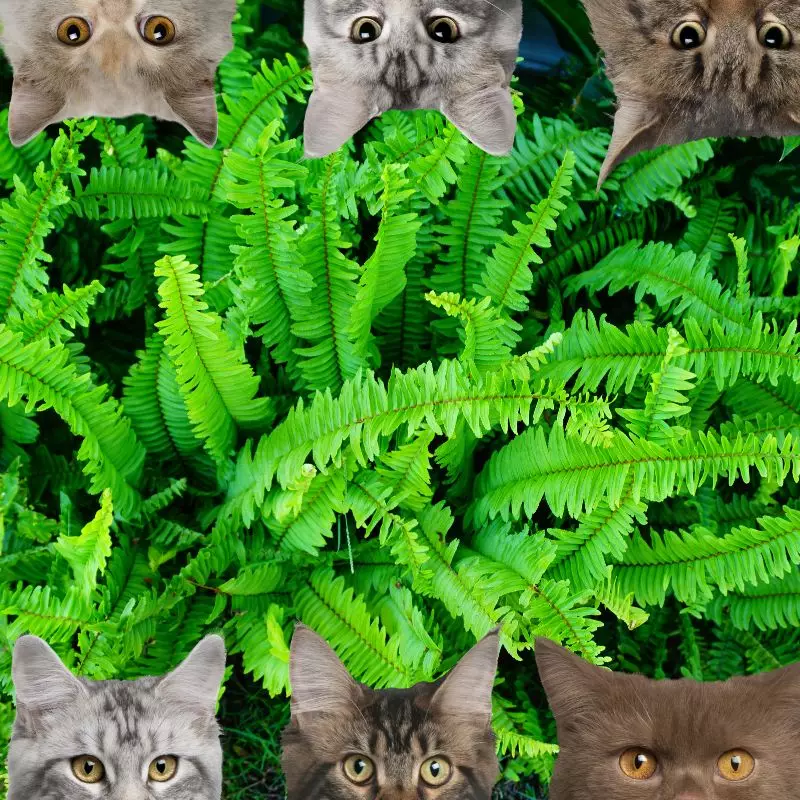 Dwarf Whitman Fern and cats