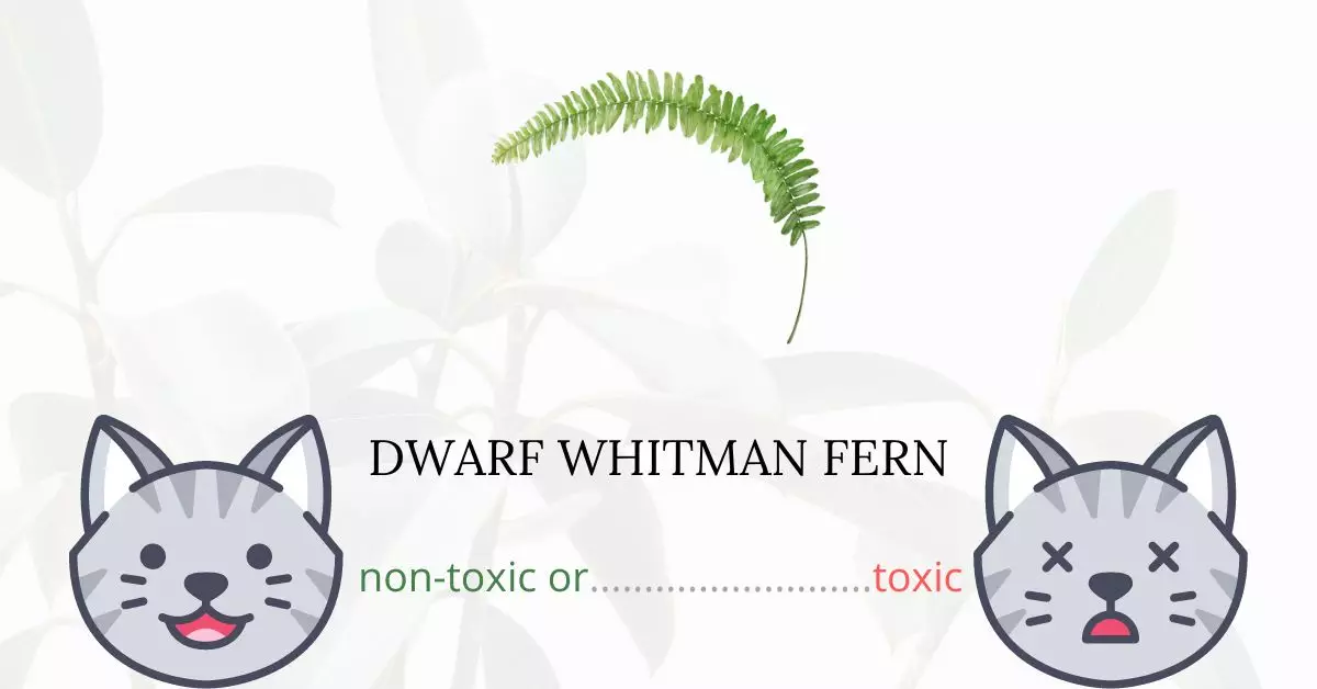 Is Dwarf Whitman Fern Toxic For Cats