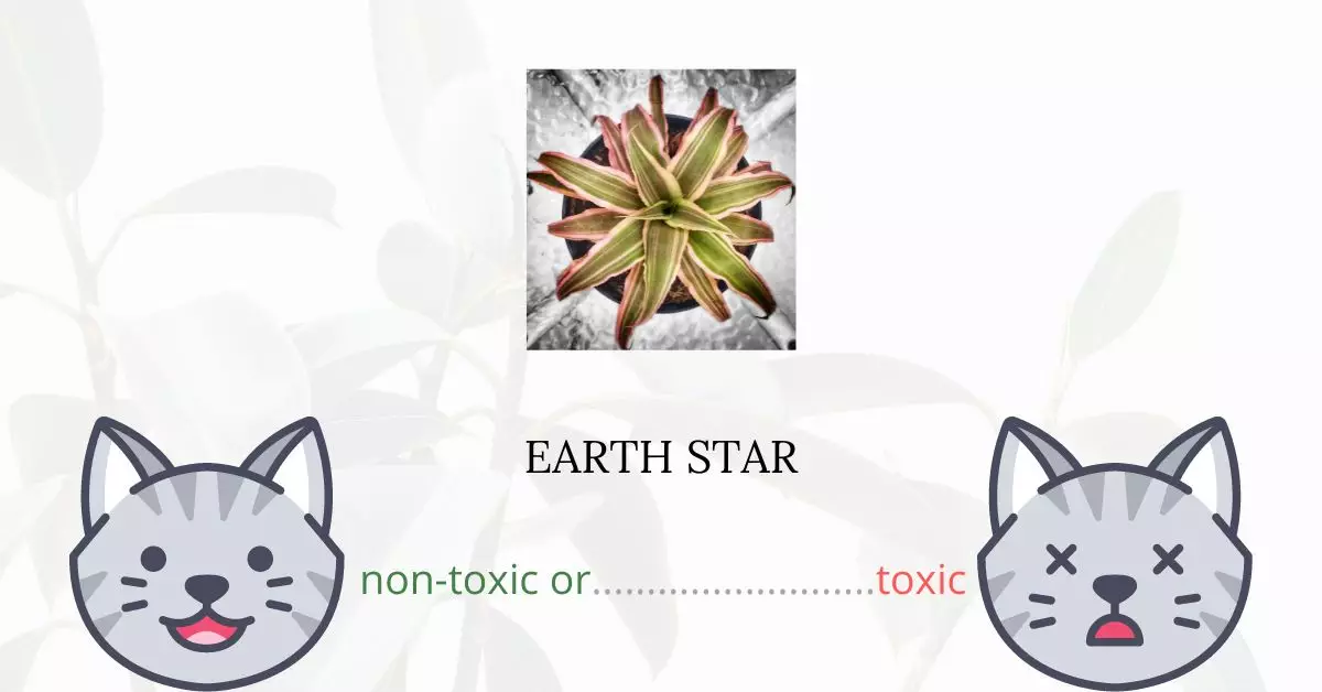 Is Earth Star Toxic For Cats