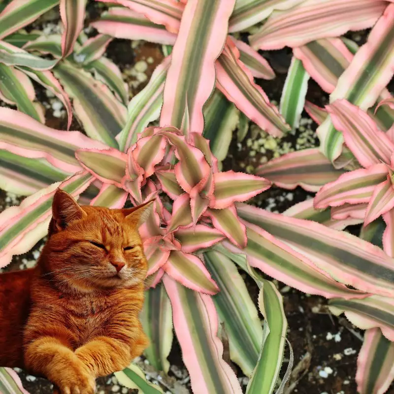 Earth star and a cat nearby