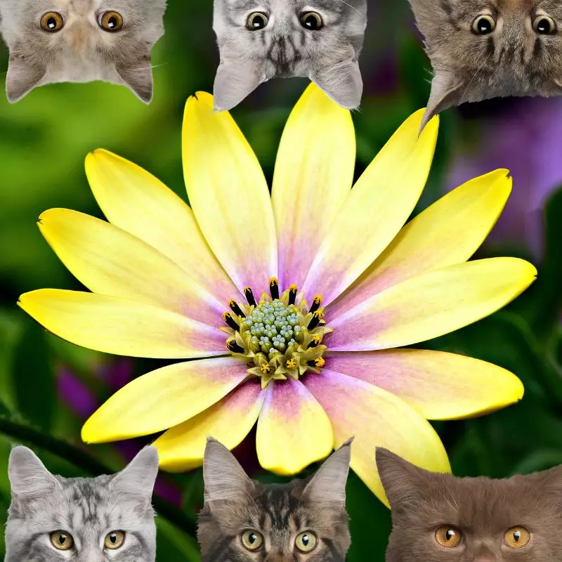 Easter Daisy and cats