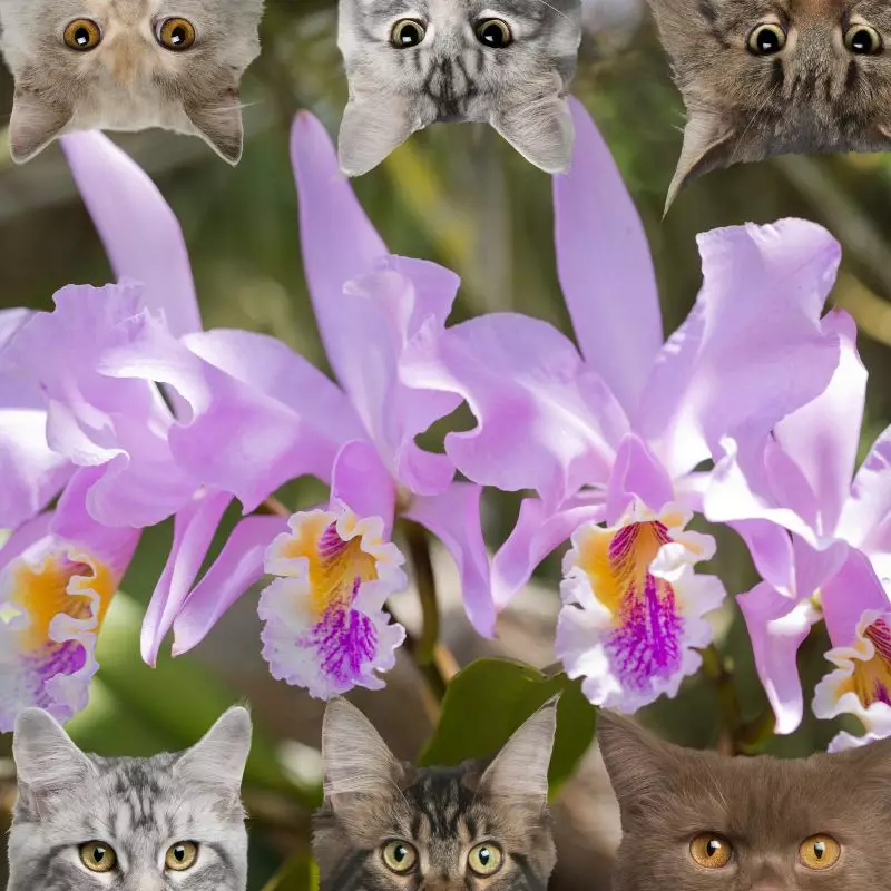 Easter Orchid and cats