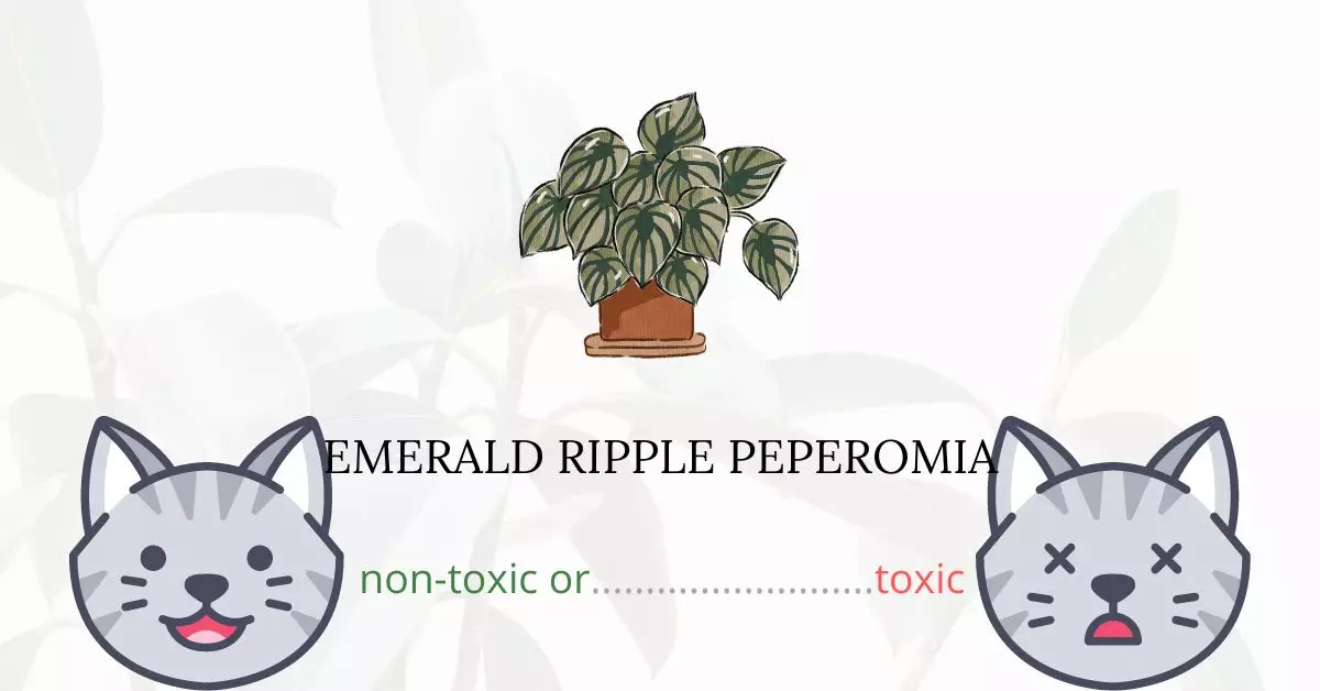 Is Emerald Ripple Peperomia Toxic For Cats