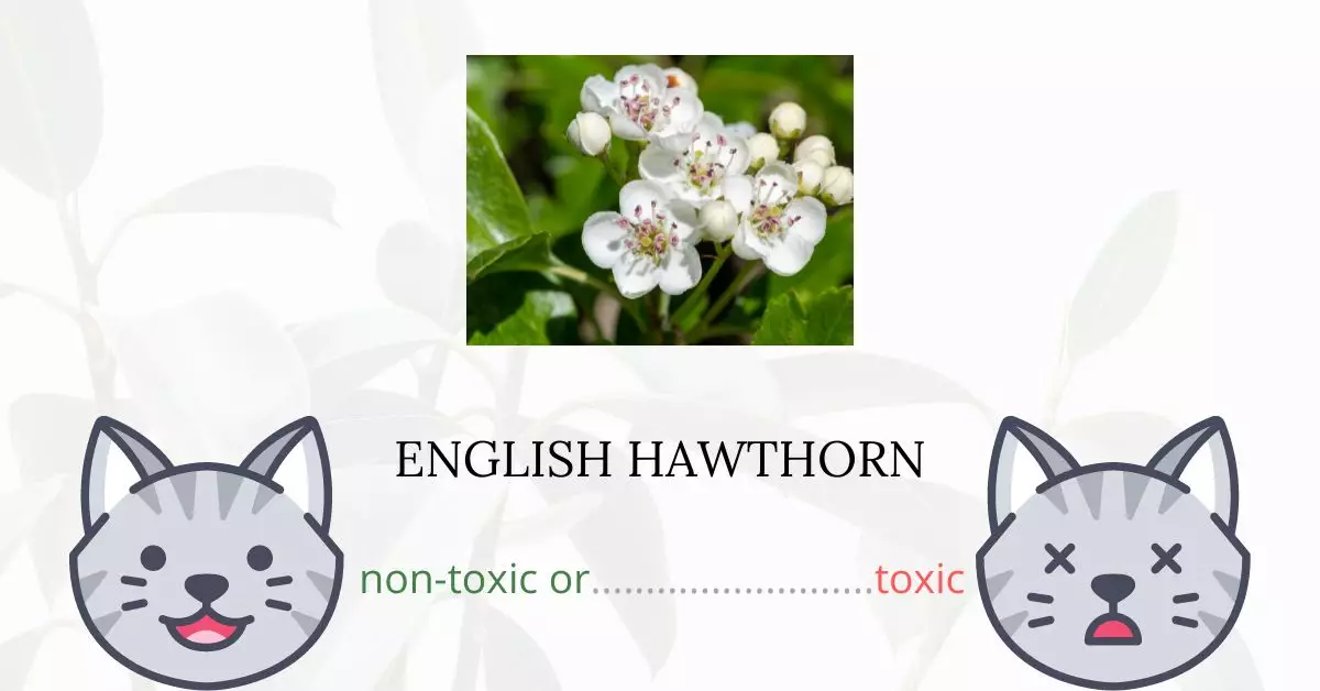 Is English Hawthorn or Midland Hawthorn Toxic For Cats
