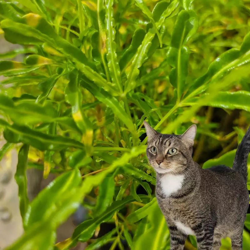 False Aralia and a cat nearby