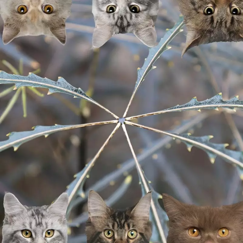 False Aralia and cats