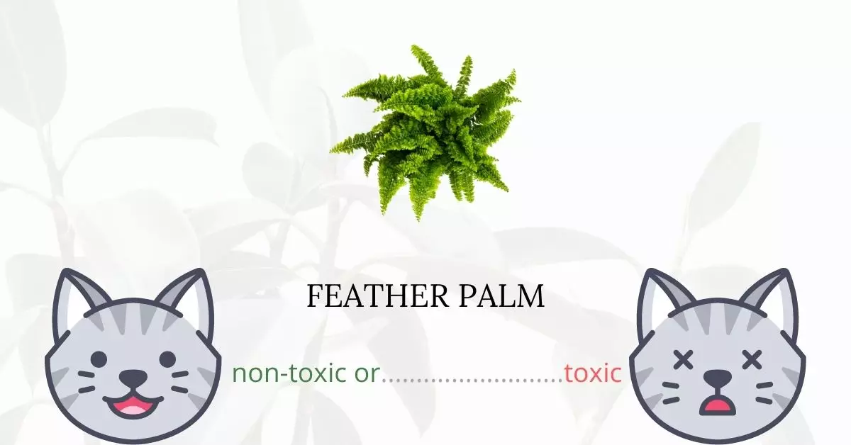 Is Feather Palm Toxic For Cats
