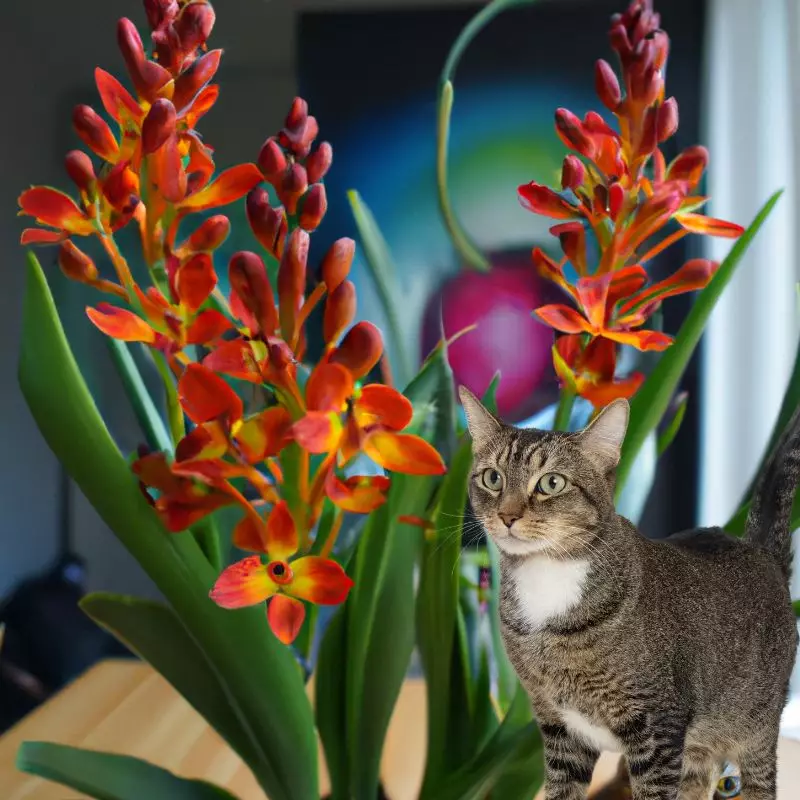 Fiery Reed Orchid and a cat