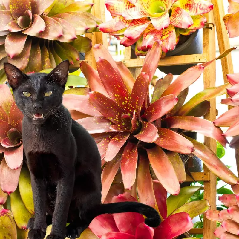 Fingernail Plant and a cat nearby