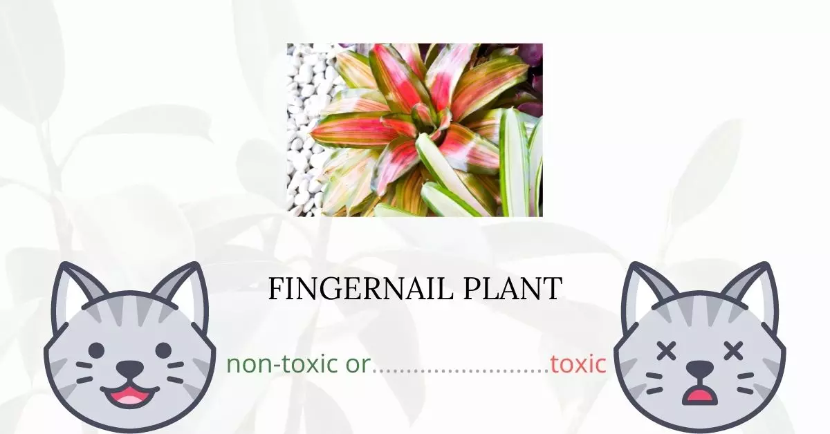 Is Fingernail Plant Toxic For Cats