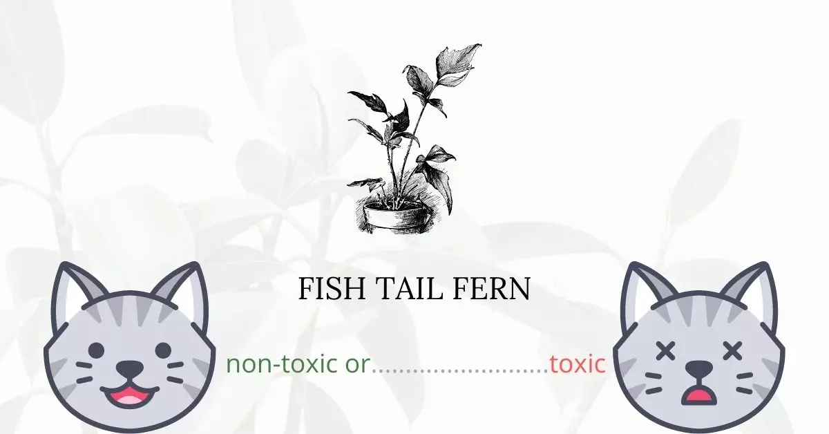 Is Fish Tail Fern Toxic For Cats